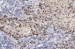 Anti-FEN1 Antibody Picoband™ (monoclonal, 6F3F2)